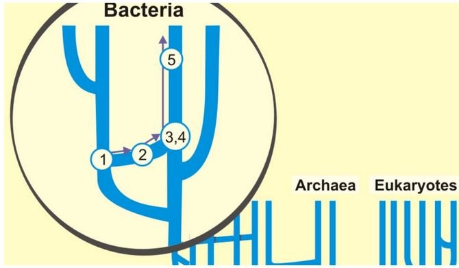Мобильные генетические элементы, горизонтальный перенос генов и симбиогенез (Александр Марков)